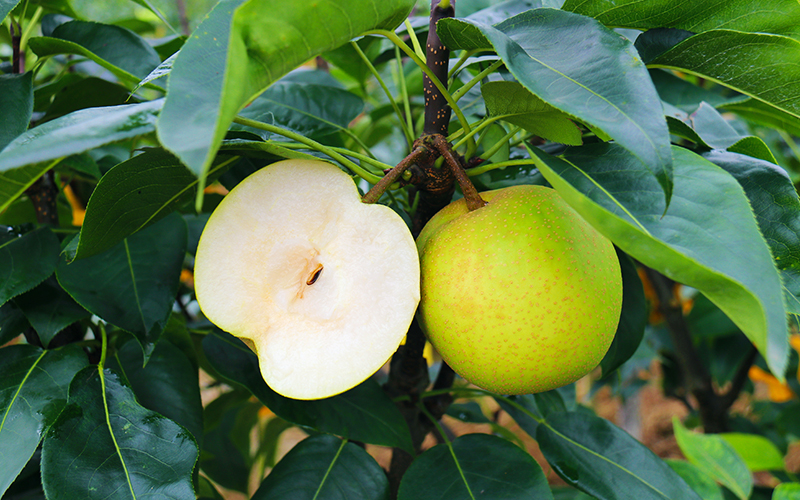 "羊鹿山黄翠梨"已在枝头成熟