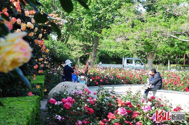 口袋公园成为市民休闲娱乐好去处。