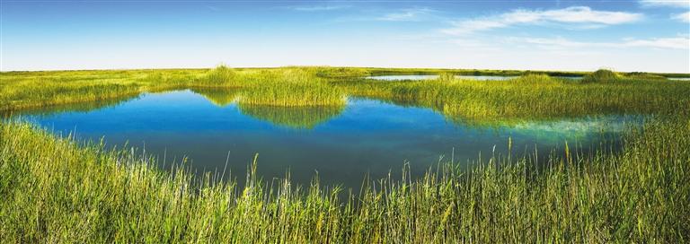 青土湖 严超军 摄
