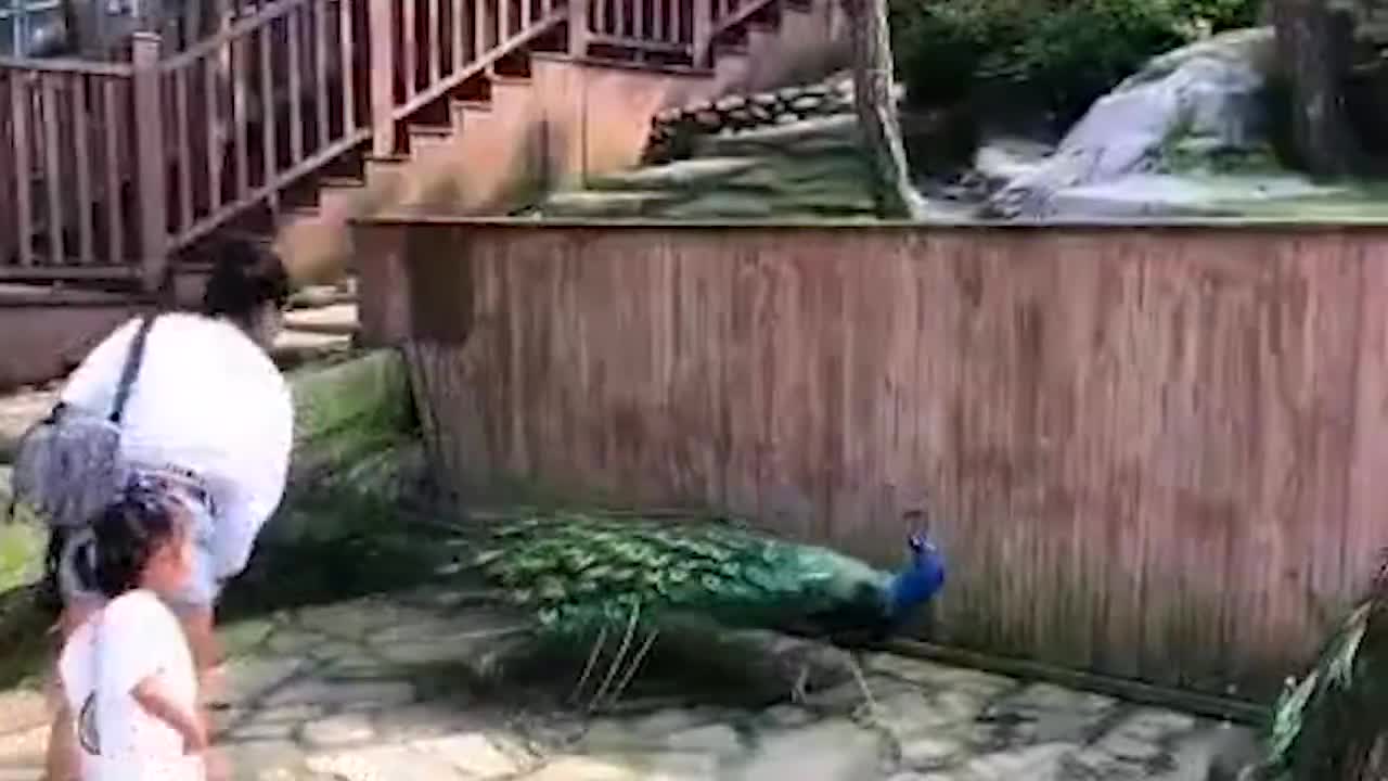 女子为哄娃拽掉孔雀羽毛 景区：保留对游客追诉权