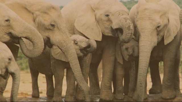 传说大象能预知死亡，并找到象冢，神秘大象公墓真的存在吗？