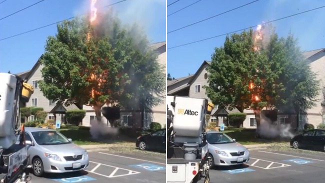 美国居民门前一棵大树触电着火 发出恐怖电流声