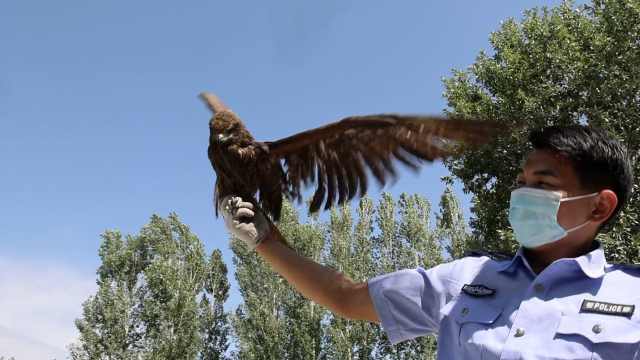 受伤的老鹰不如鸡！大漠苍鹰受伤获救，缠着民警无肉不欢