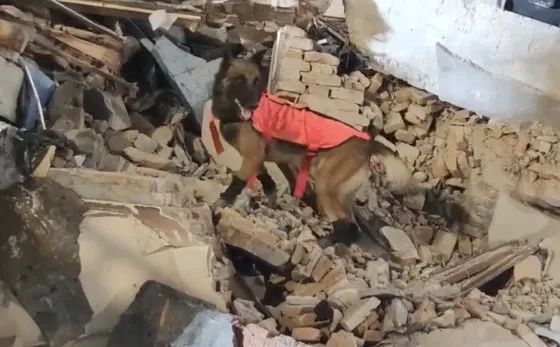 ▲12日，消防利用搜救犬在疑似人物被困点进行搜救。来源：中国消防