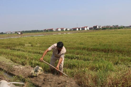 南昌县南新乡:田野翻金浪 早稻收割忙