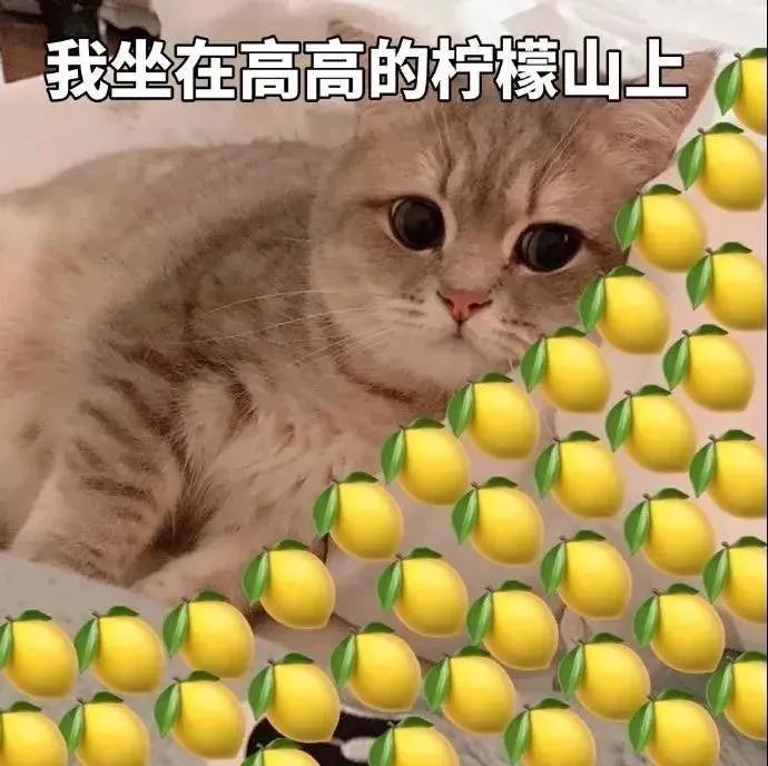 不瞒你说 我们这儿的夏天19℃