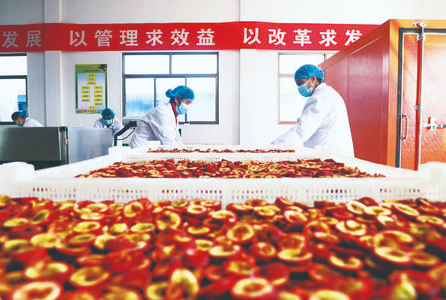 山楂系列产品生产线