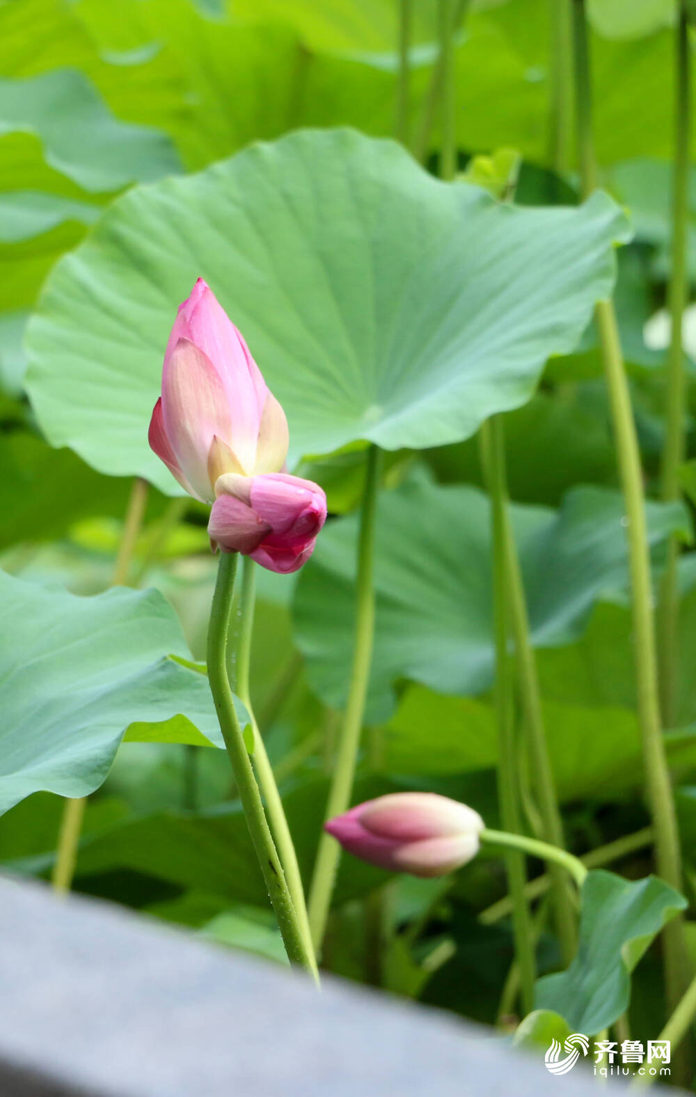 快开花了 济南大明湖畔并蒂莲雨中 初绽笑颜 图 凤凰网