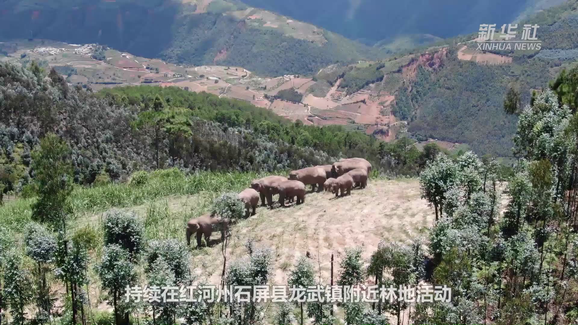 雲南北移亞洲象群總體向西北迂迴移動