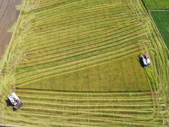 南昌县南新乡:田野翻金浪 早稻收割忙