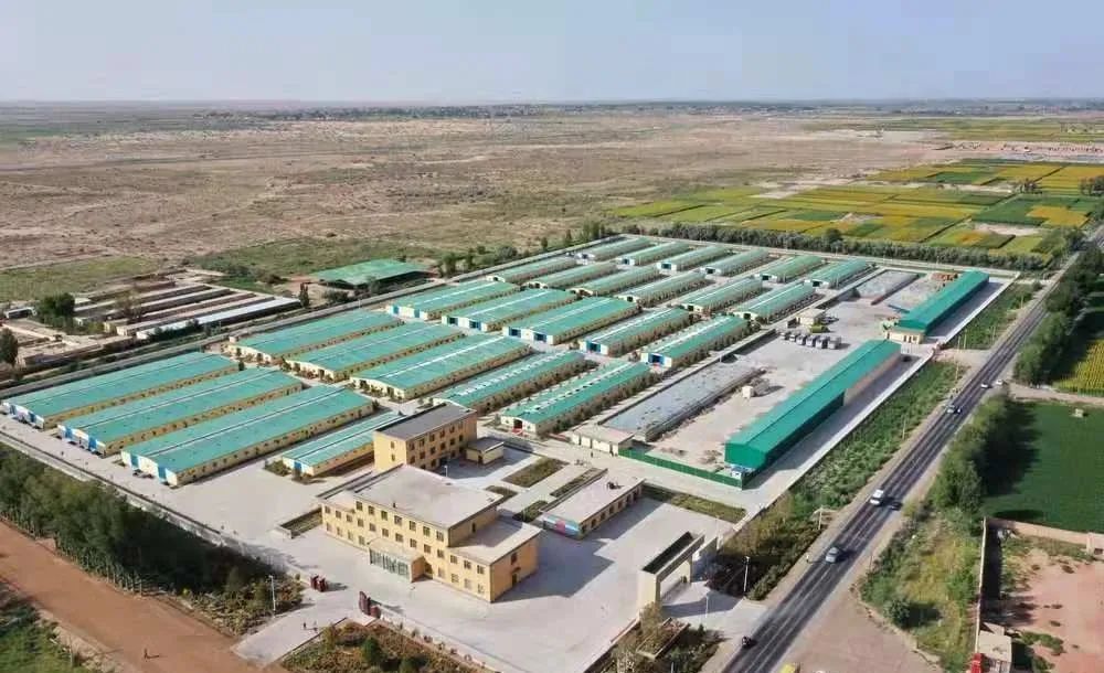 中华苏武沙羊美食之乡民勤领跑高质量发展