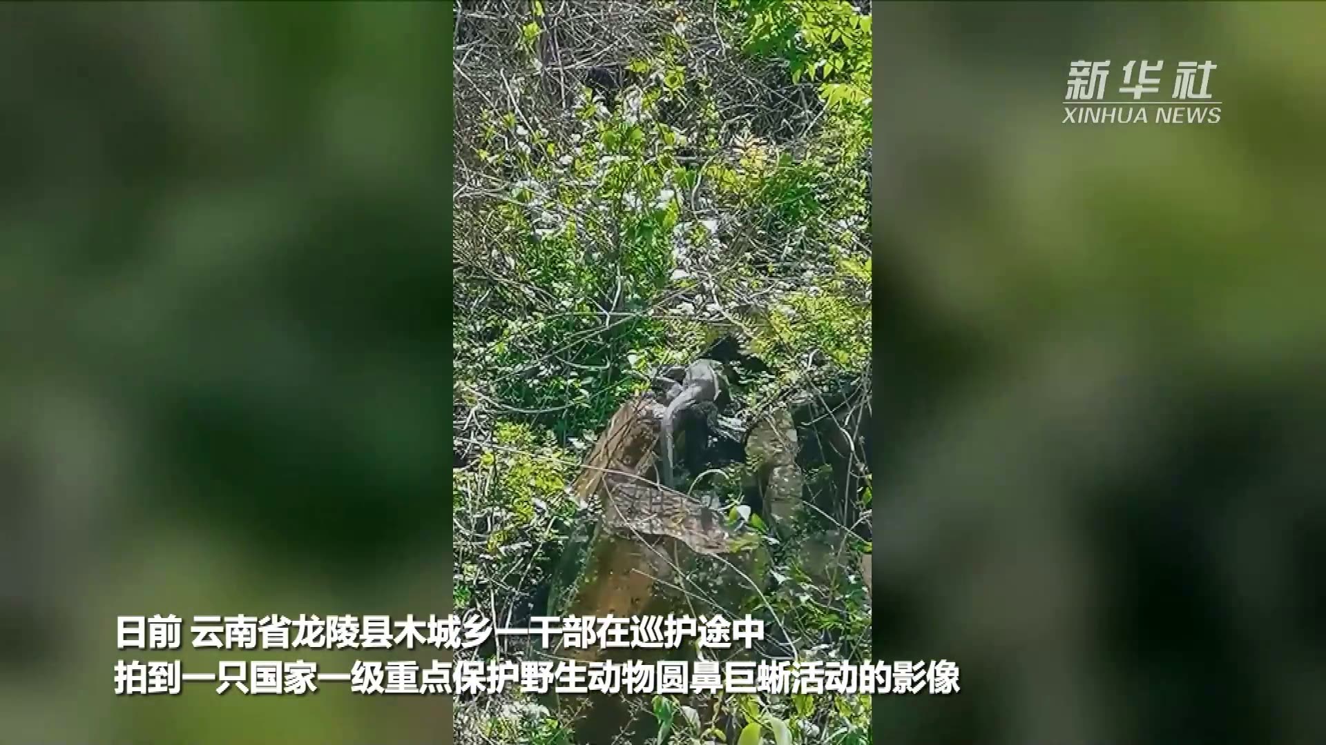 国家一级保护动物圆鼻巨蜥现身云南龙陵