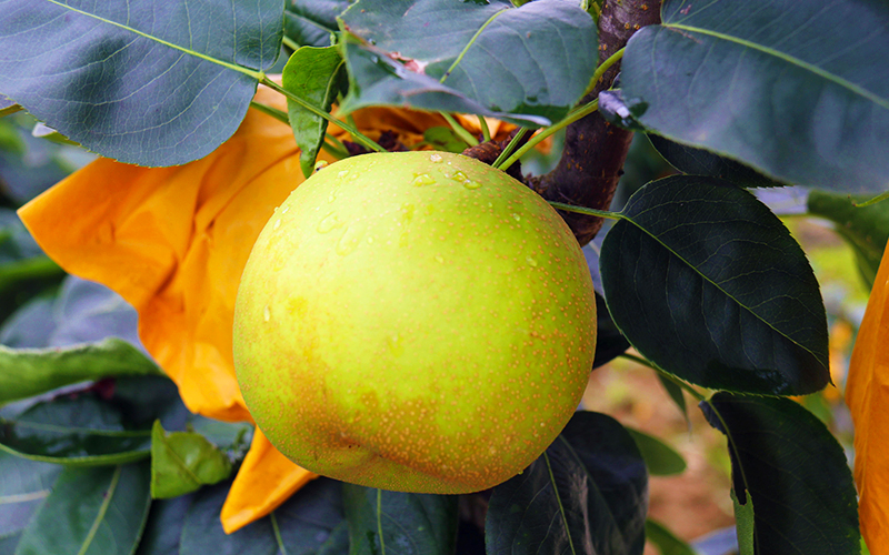 "羊鹿山黄翠梨"已在枝头成熟