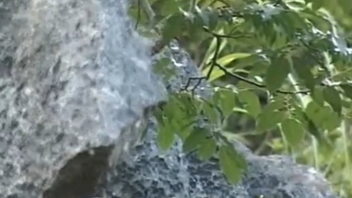 辛树帜三次深入人迹罕见的大瑶山后，他获得了哪些收获？