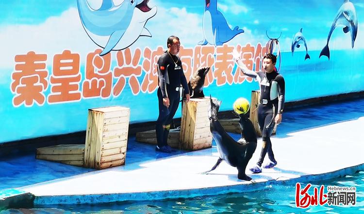精彩的海豚表演为孩子们送去欢乐。