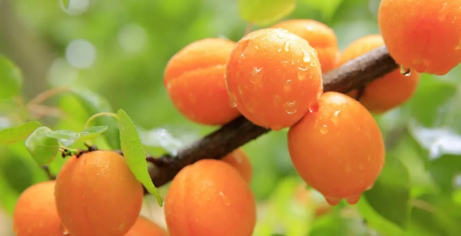 陇上这些杏儿错过就得再等一年