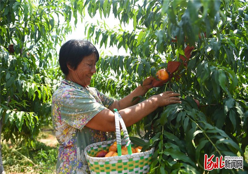 近日，农民在河北省南宫市省级农业园区的数字农场采摘蟠桃。河北日报记者赵永辉摄影报道