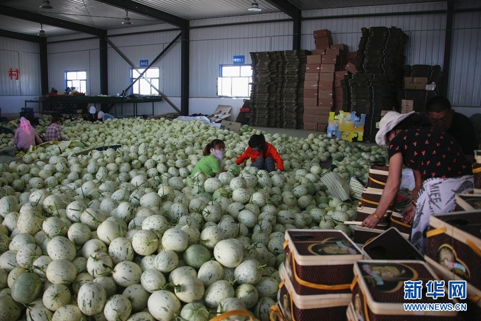 在广至乡新堡村，人们在分拣“流星雨”蜜瓜（2021年7月5日摄）。新华社记者 刘诗平 摄