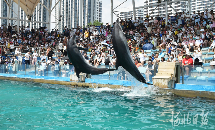 2021年7月18日，游客在河北省秦皇岛市海港区兴澳海豚表演馆观看海豚表演。盛夏时节，河北省秦皇岛市迎来旅游旺季，各景区游人如织。河北日报记者 赵杰 摄影报道