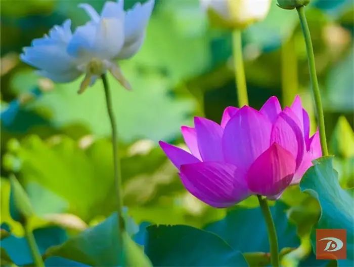 夏日荷花别样红 敦煌党河风情线美景如画醉游人