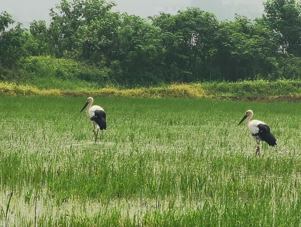 江西九江市:盛夏首次发现东方白鹳 候鸟变“留鸟”