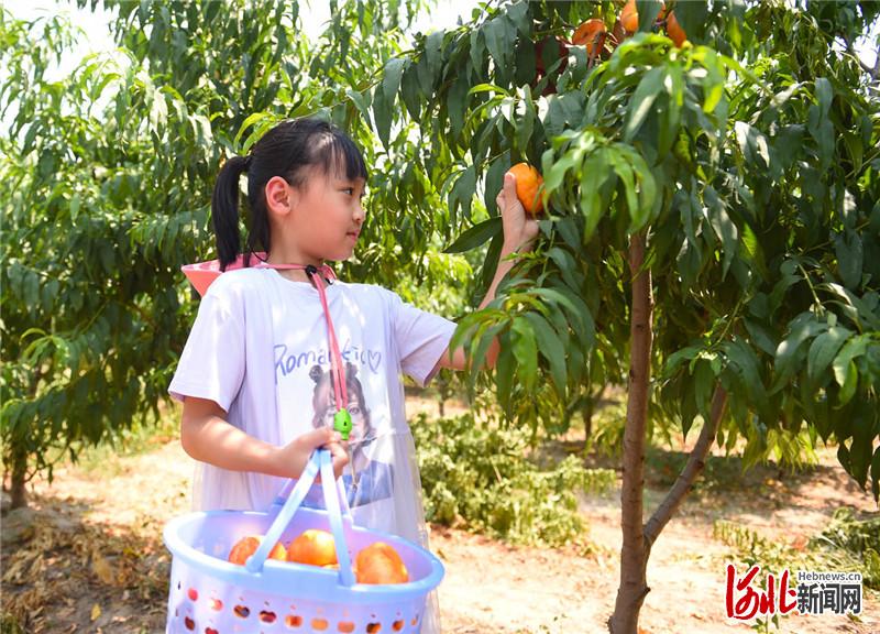 近日，小朋友在河北省南宫市省级农业园区的数字农场采摘蟠桃。
