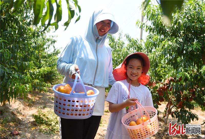 近日，市民在河北省南宫市省级农业园区的数字农场采摘蟠桃。河北日报记者赵永辉摄影报道