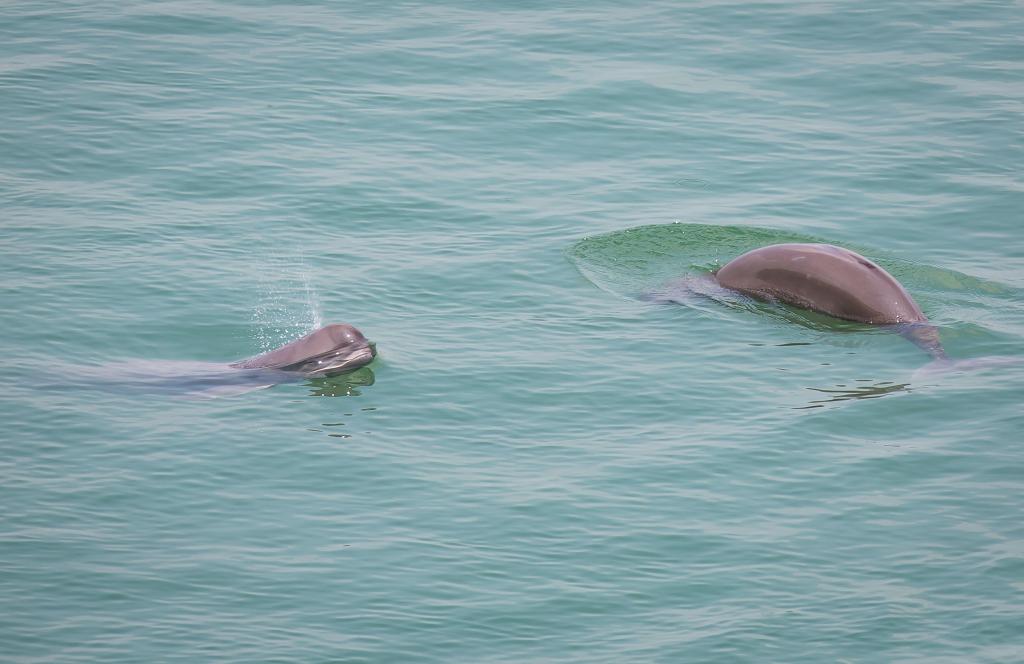 水清鱼跃岸绿景美湖北推进长江流域重点水域禁渔观察