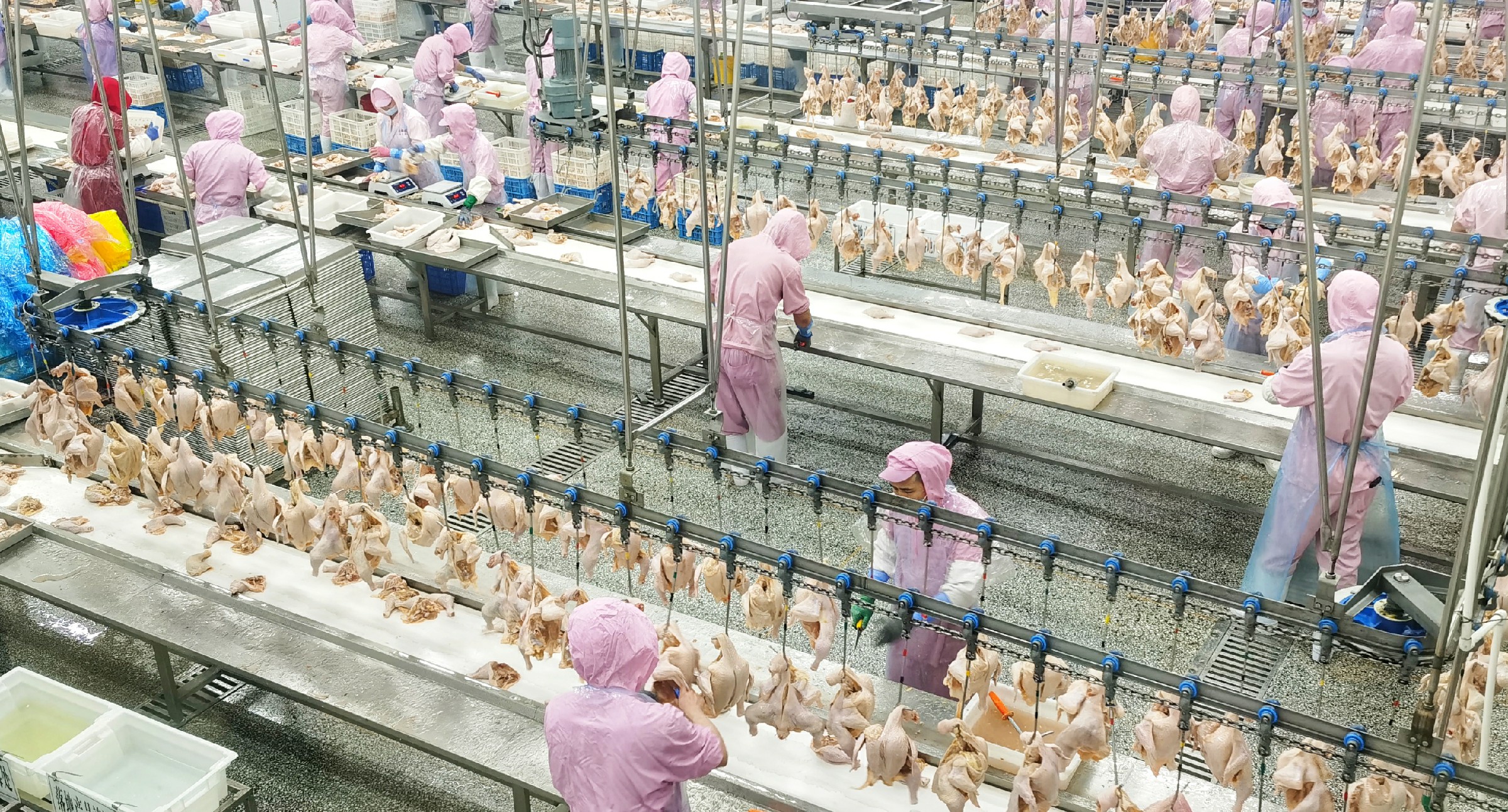 机器人养鸡？精细化养殖场实现年收益增长15% - 知乎