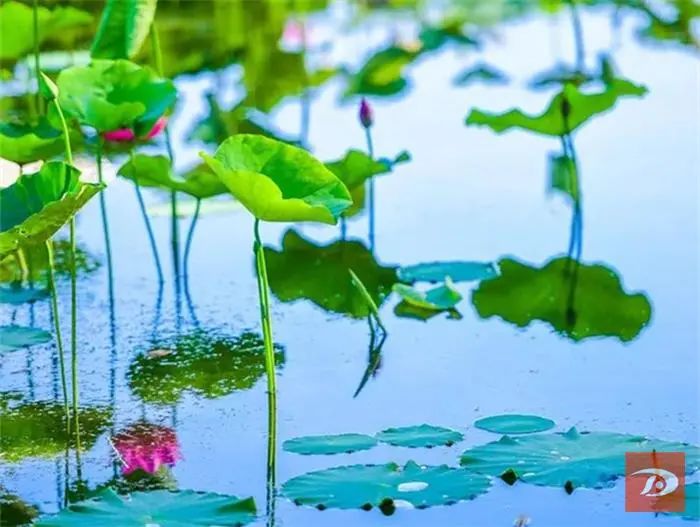 夏日荷花别样红 敦煌党河风情线美景如画醉游人