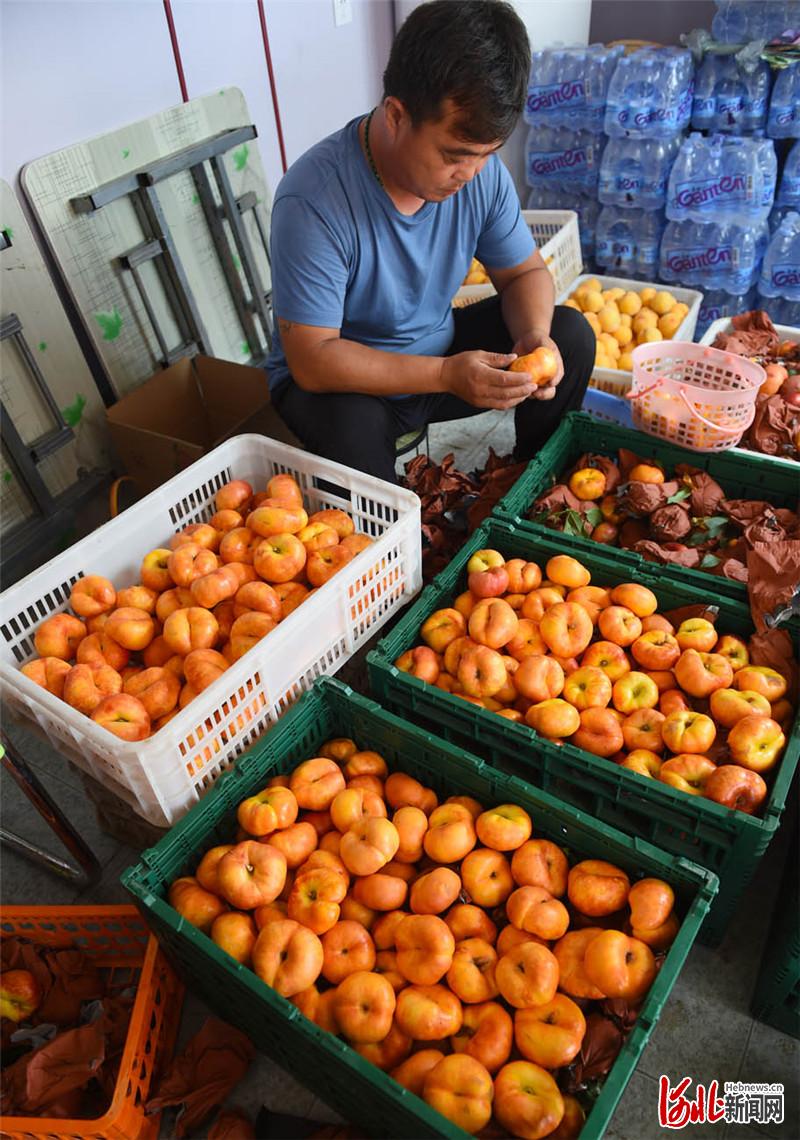 近日，河北省南宫市省级农业园区的数字农场工作人员在分拣蟠桃。河北日报记者赵永辉摄影报道