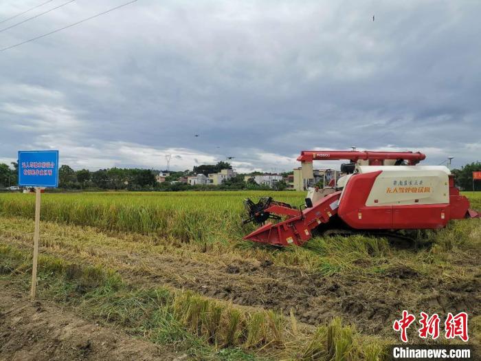 广州17万亩早稻成熟大规模机收作业保颗粒归仓