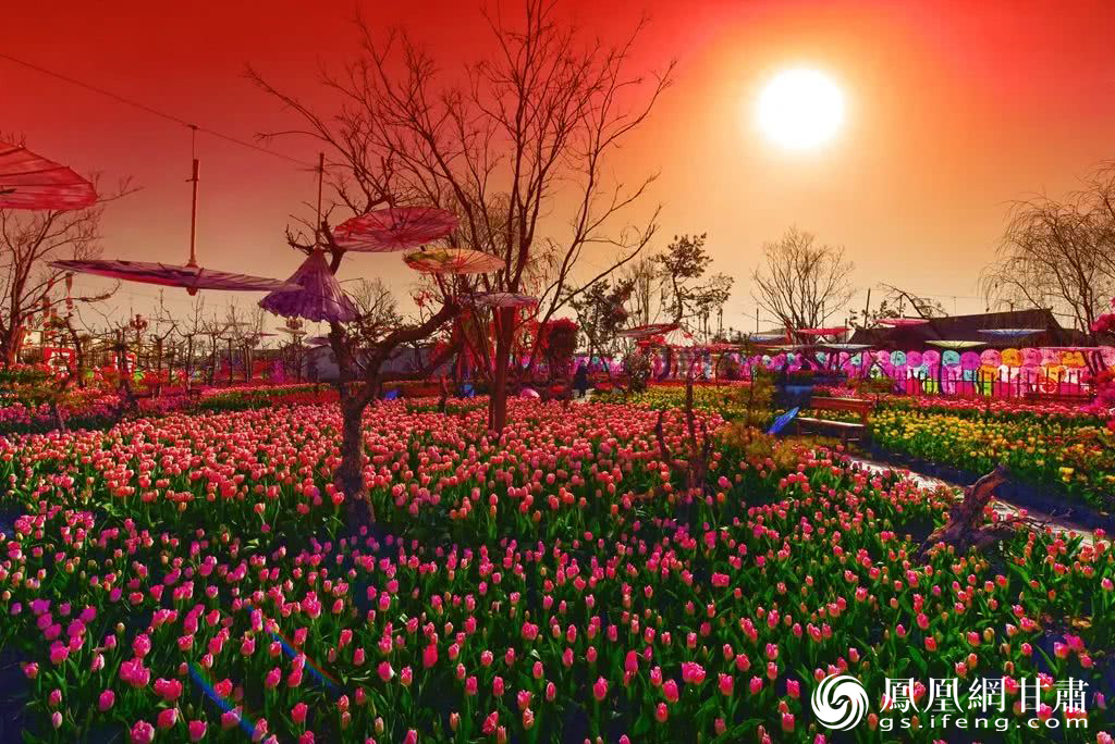 兰州市榆中县李家庄田园综合体里的100万株郁金香竞相绽放,景区内人气火爆,人流如织。陈旭东 摄