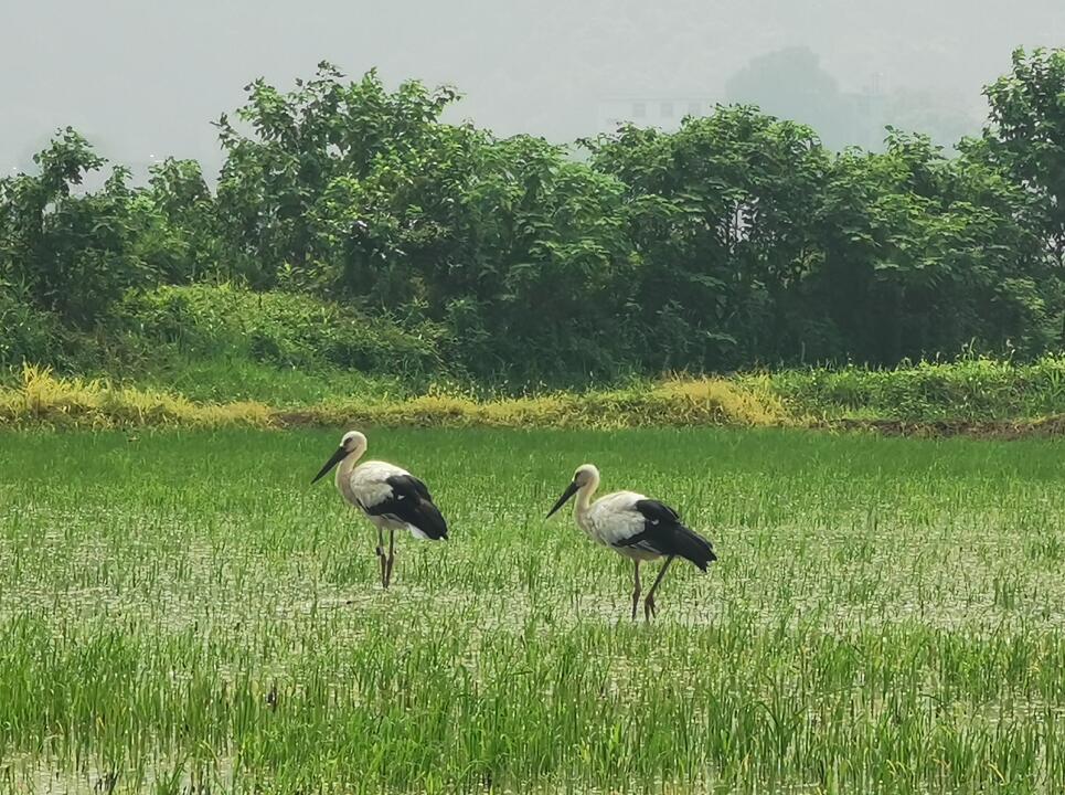 江西九江市:盛夏首次发现东方白鹳 候鸟变“留鸟”