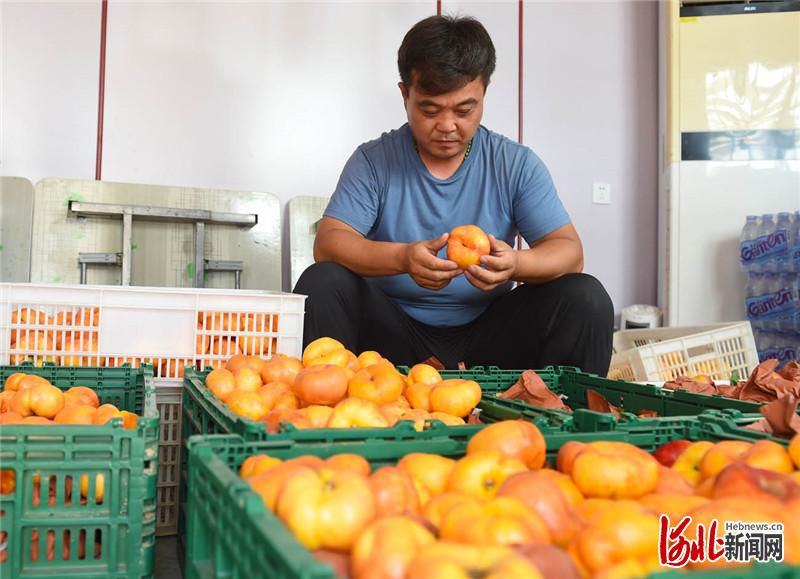近日，河北省南宫市省级农业园区的数字农场工作人员在分拣蟠桃。河北日报记者赵永辉摄影报道