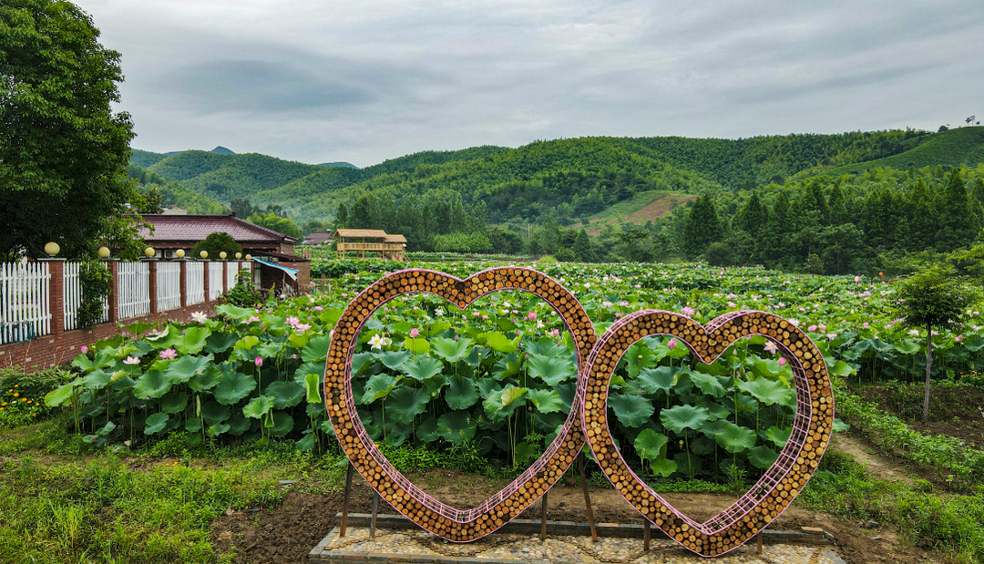 眼下,广德各大景区的荷花已进入最佳观赏期,佳期不可负,赏花走起!