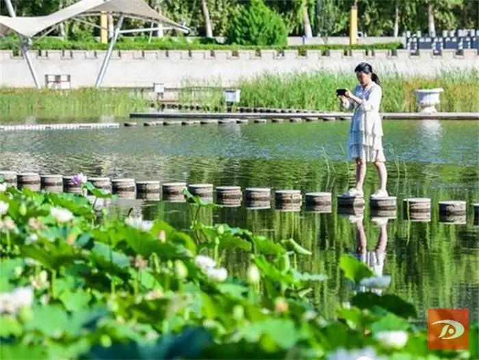 夏日荷花别样红 敦煌党河风情线美景如画醉游人