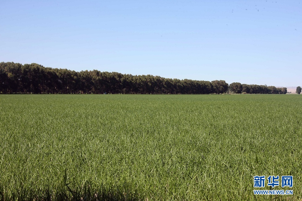 这是饮马农场种植的洋葱（2021年7月4日摄） 新华社记者 刘诗平 摄