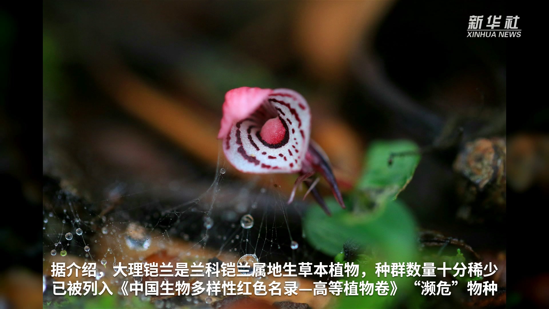 雲南龍陵首次發現珍稀瀕危植物大理鎧蘭