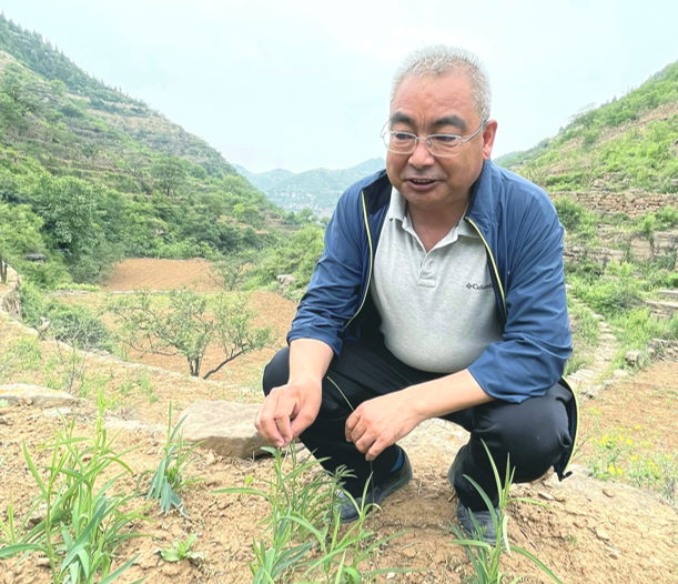 著名的高级农艺师贺献林正在农田劳作。