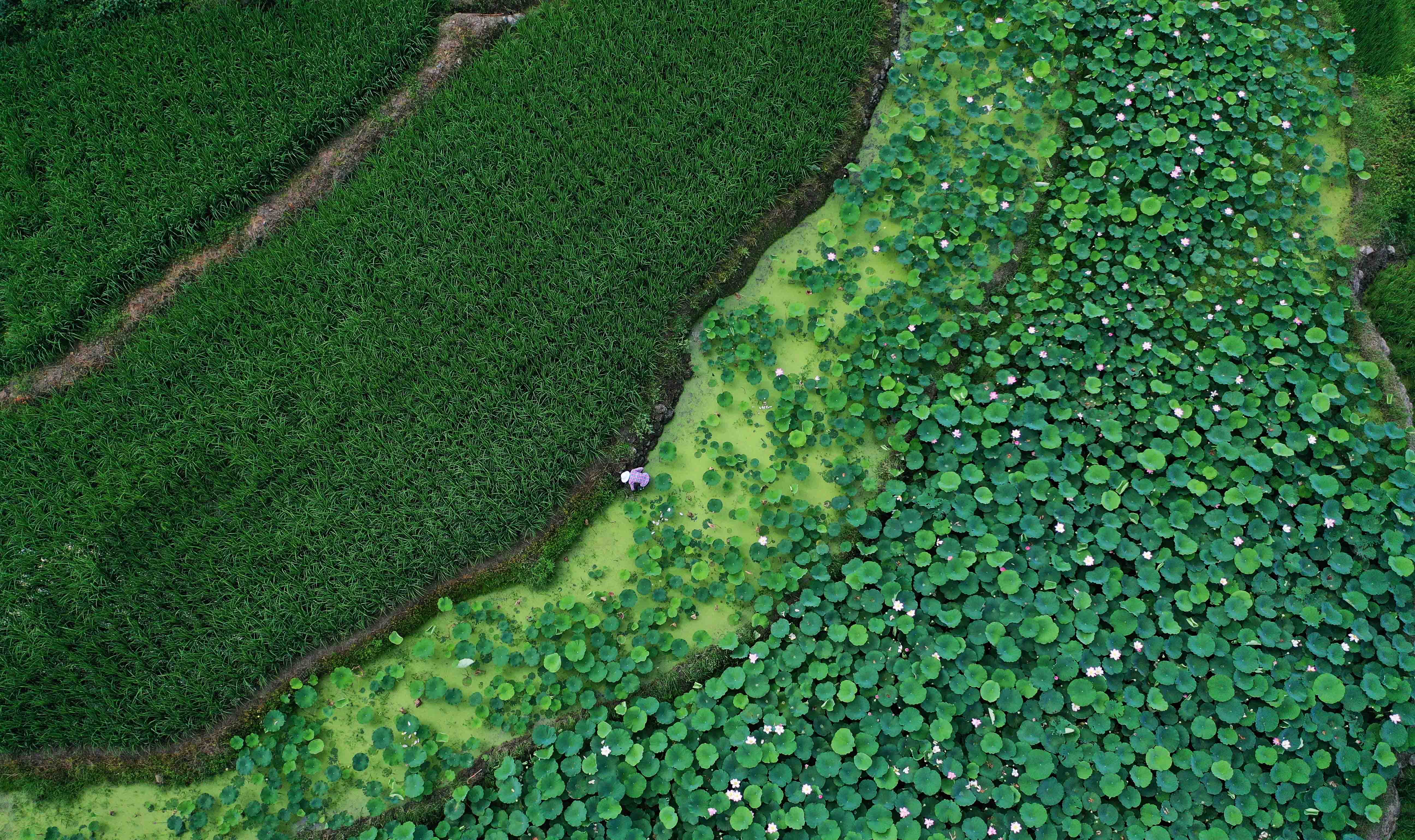 重庆彭水夏日荷花开风景钱景来