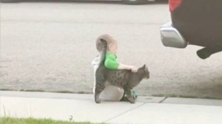 可爱时刻！美国一猫咪安慰难过男孩