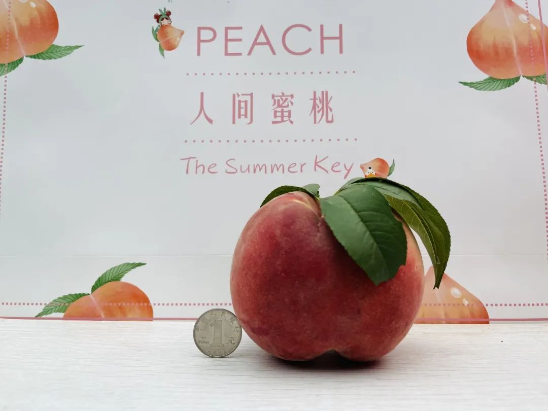 乐陵:孔镇王木腿准大学生志愿为家乡农产品代言