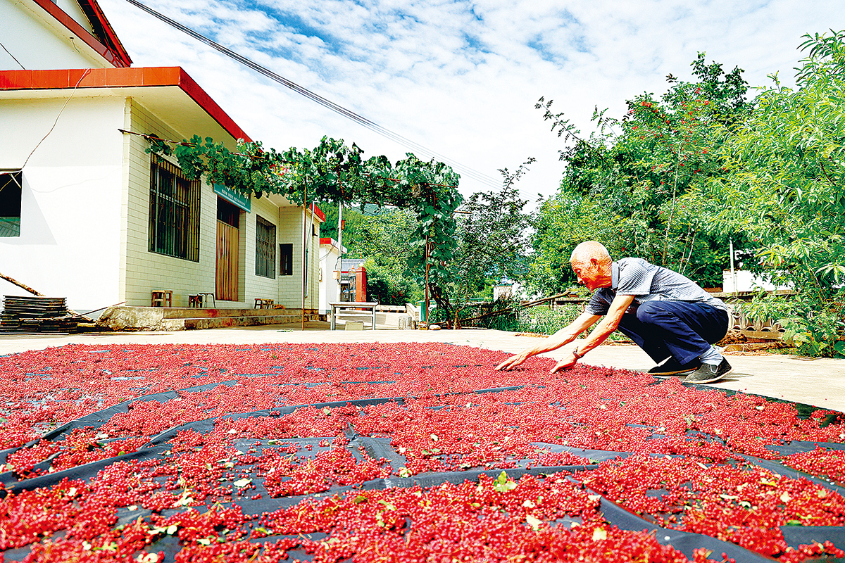康县平洛镇贯口子村,村民正在晾晒花椒.