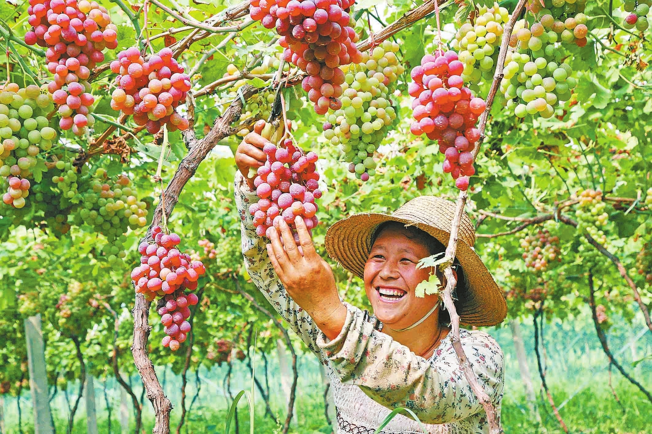 博望区新市镇葡萄大丰收