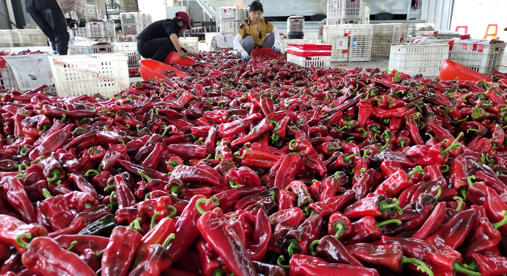 中国红生态绿安徽石台这里的高山辣椒长势喜人