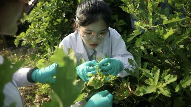 女研究生假期扎进实验田与蚕作伴：当养孩子一样，很有成就感