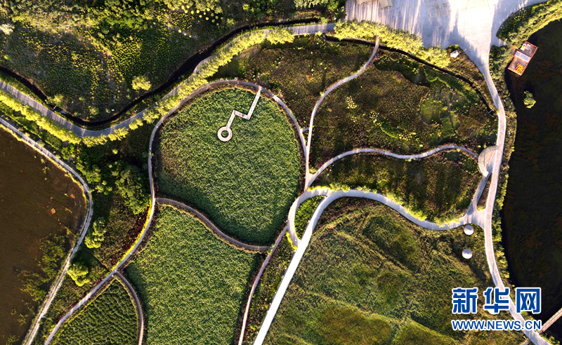 图为7月28日无人机拍摄的甘肃省张掖国家湿地公园美丽风光