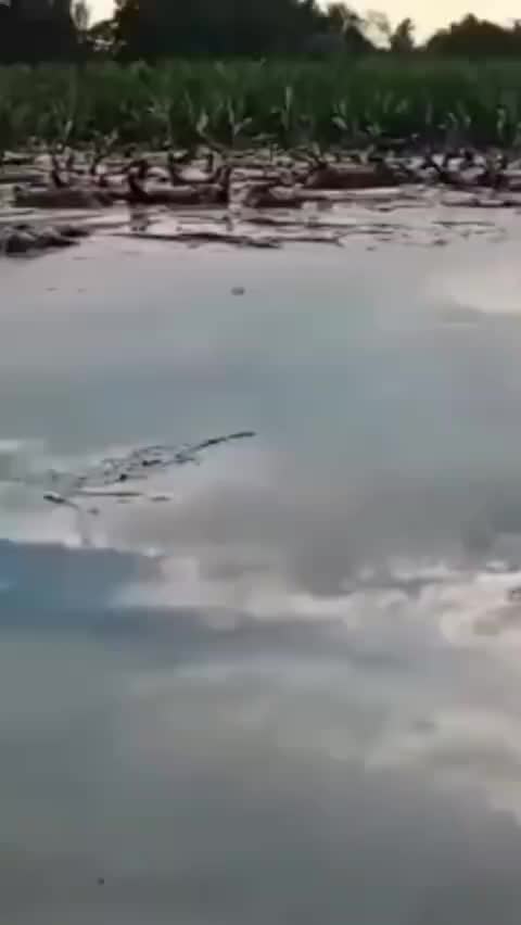 河南一村内上千头死猪漂浮水面 村干部写信求助_凤凰网视频_凤凰网
