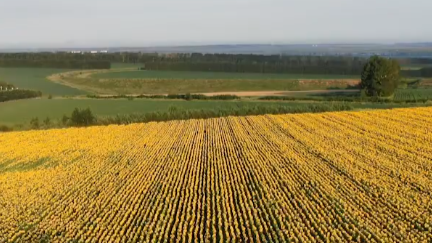 航拍30万株向日葵追逐太阳绽放 遍地金黄